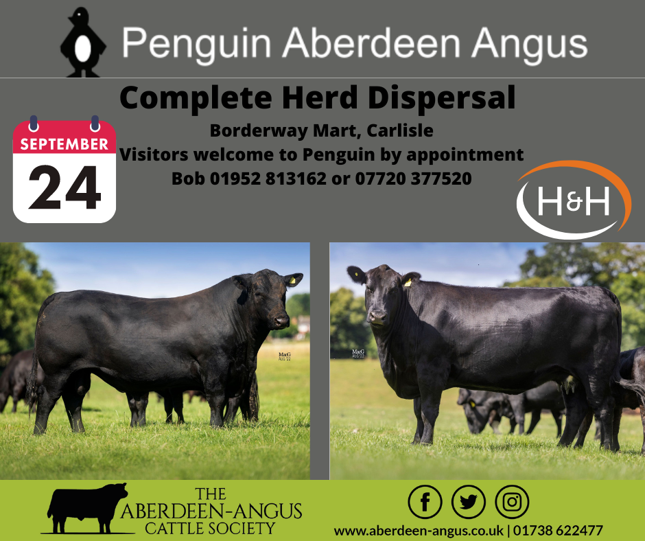 Penguin AberdeenAngus Complete Herd Dispersal Catalogue is now