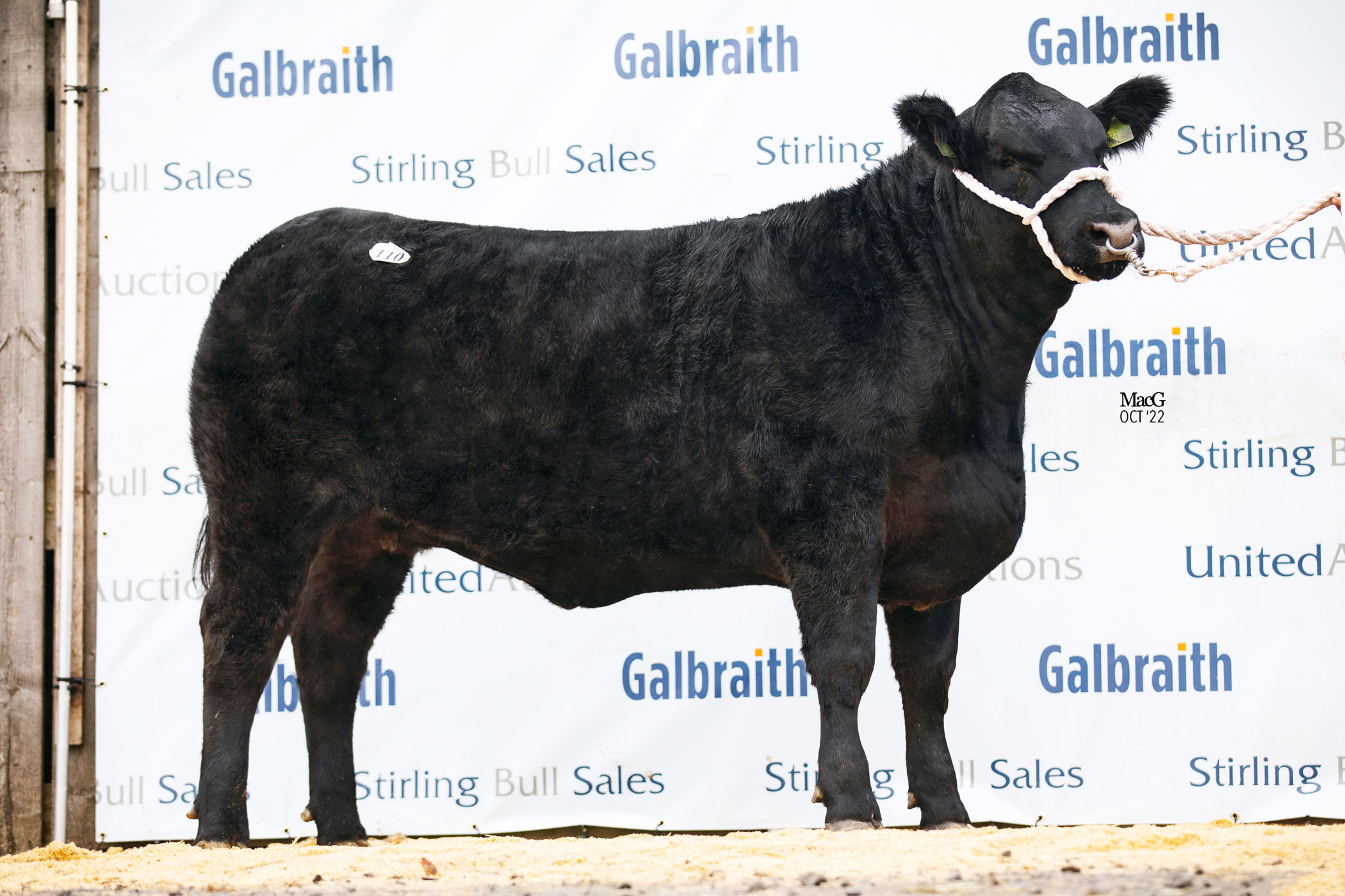 Pole Star sets new female breed record at Stirling - Aberdeen-Angus Cattle  Society