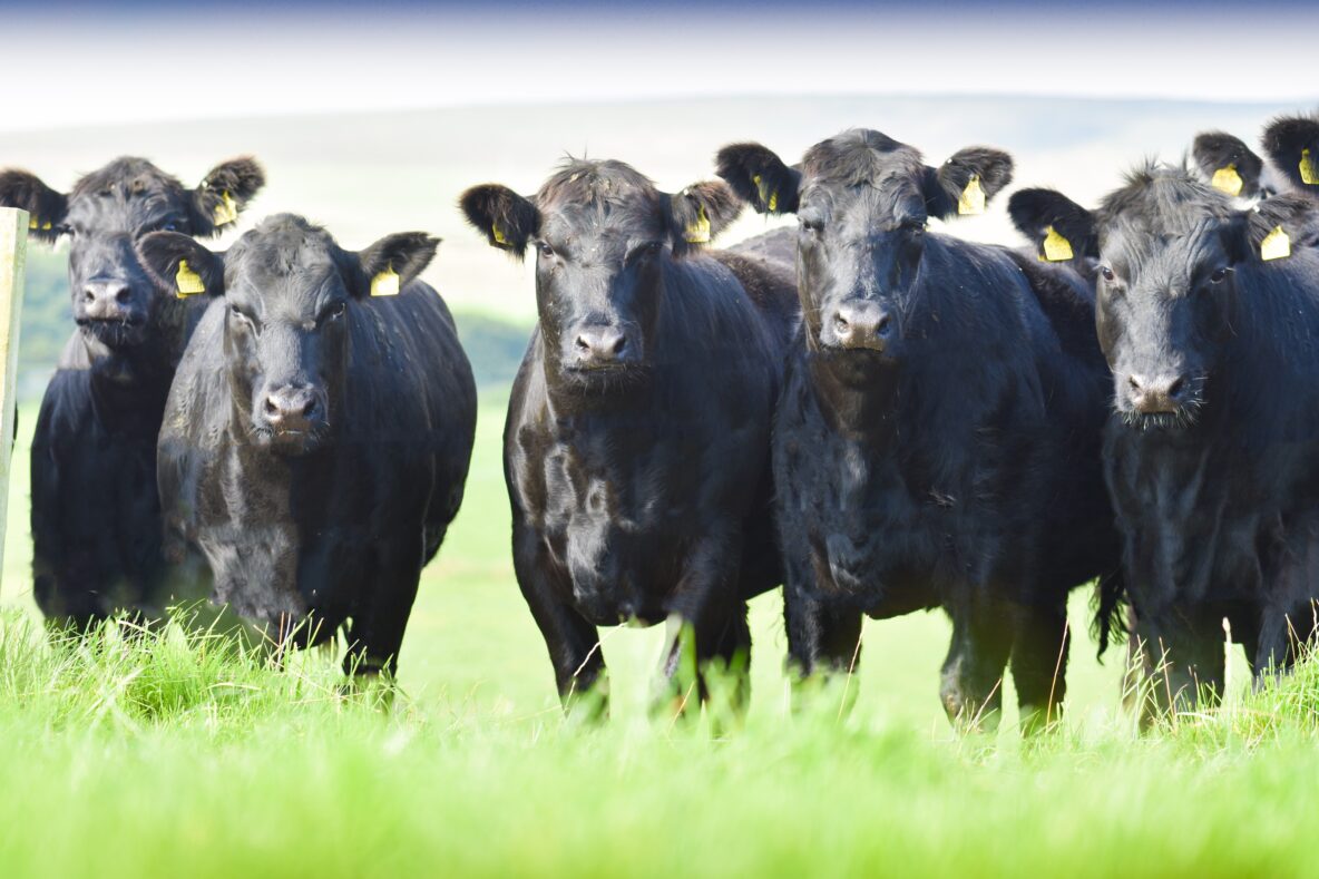 Aberdeen-angus cattle