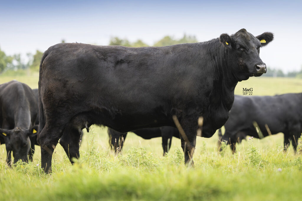 Show and Sales News | Aberdeen-Angus Cattle Society