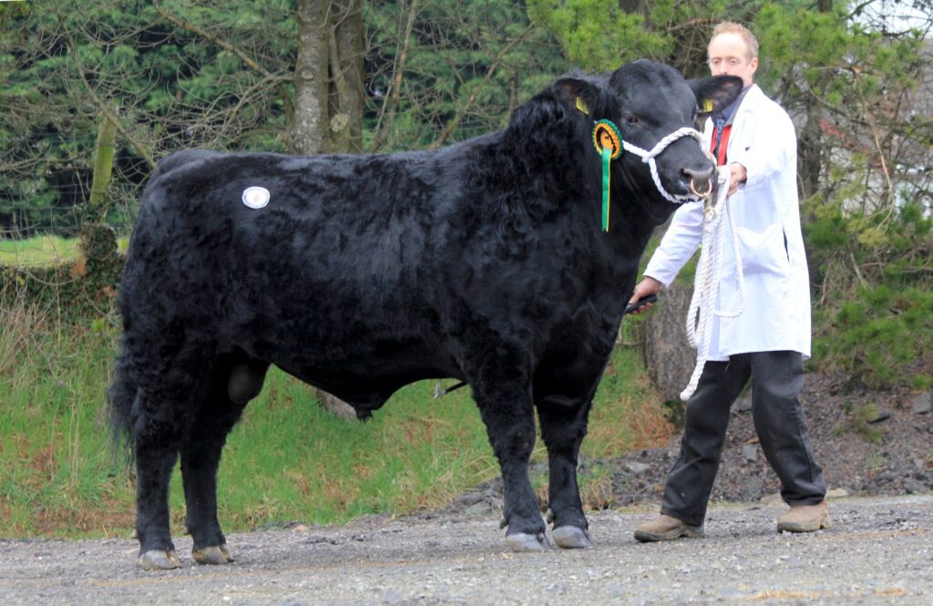 Aberdeen Angus bulls to 5,400gns and 5,200gns at Dungannon Aberdeen