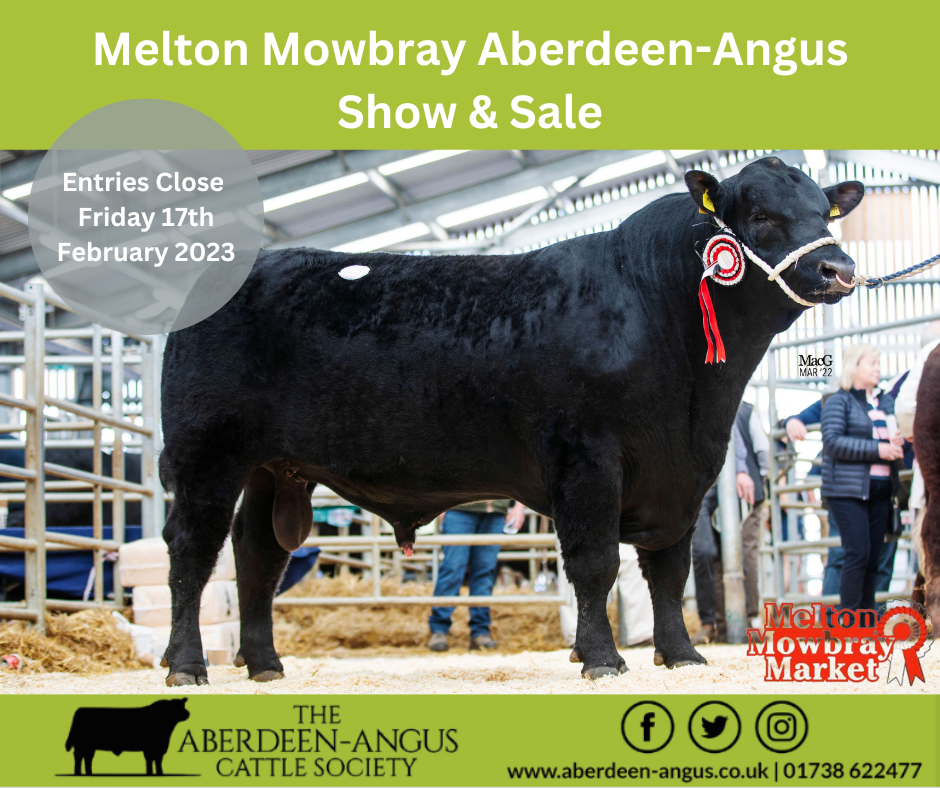 Melton Mowbray AberdeenAngus Show & Sale AberdeenAngus Cattle Society