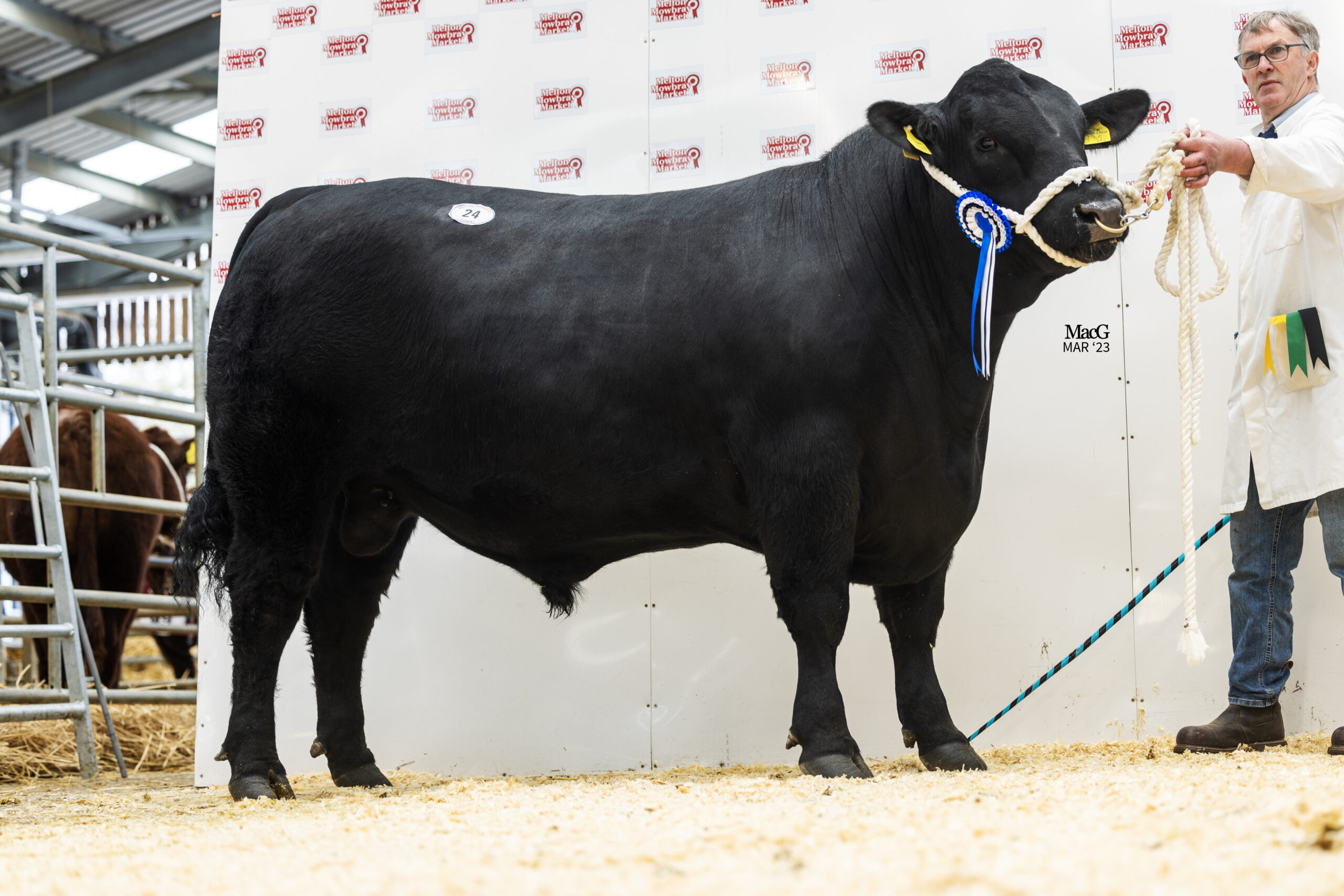 Sale report from Melton Mowbray | Aberdeen-Angus Cattle Society