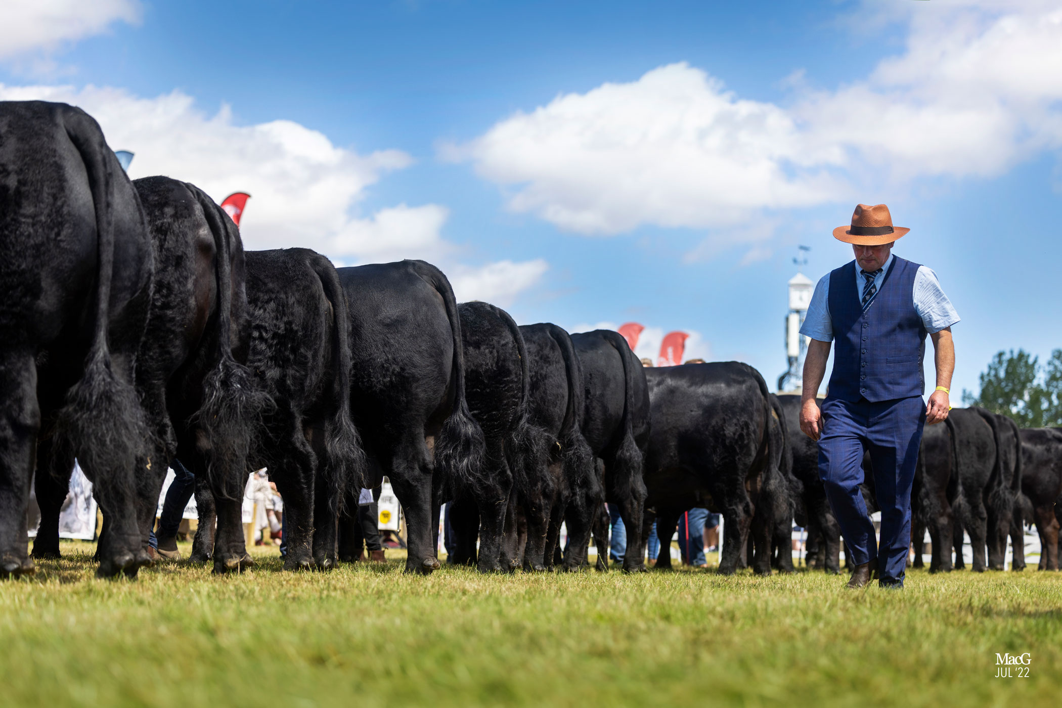 2023 Great Yorkshire Show Aberdeen Angus Cattle Society AA 0159