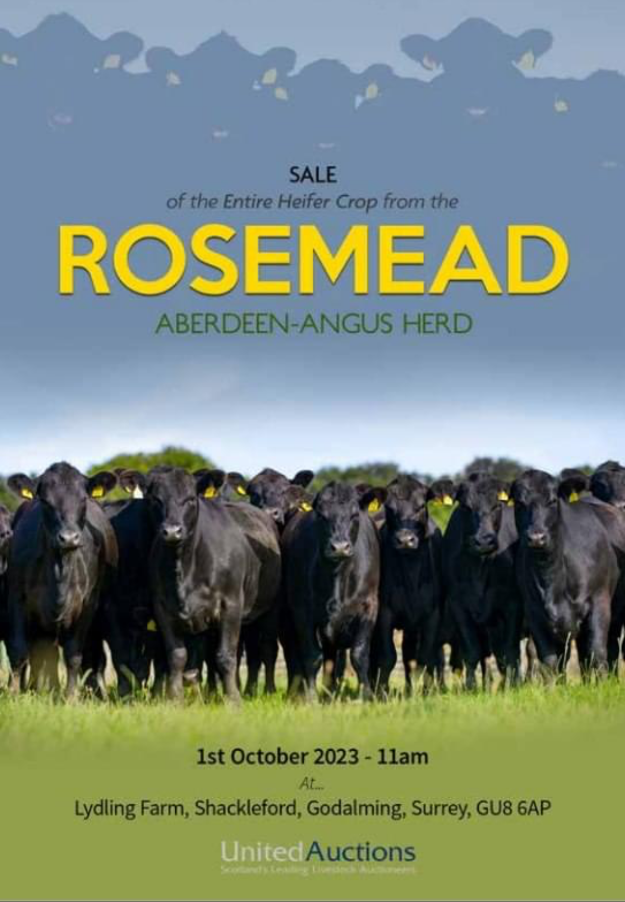 Rosemead Heifer Reduction Sale AberdeenAngus Cattle Society
