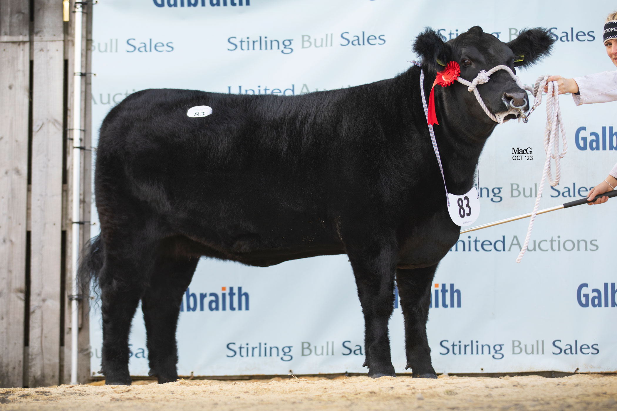 2023 Stirling October Bull Sale Report AberdeenAngus Cattle Society