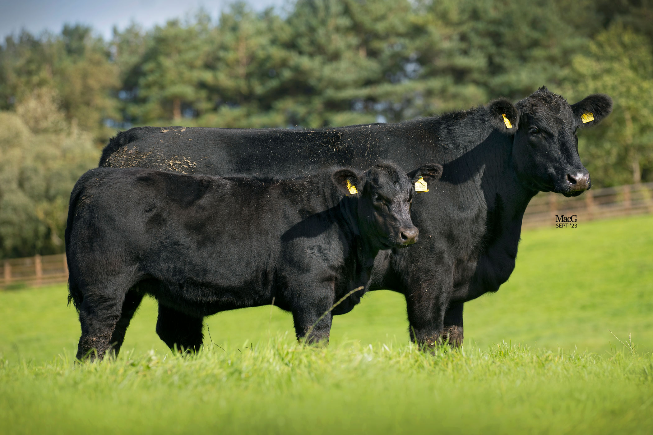 Gretnahouse Dispersal Sale Report AberdeenAngus Cattle Society