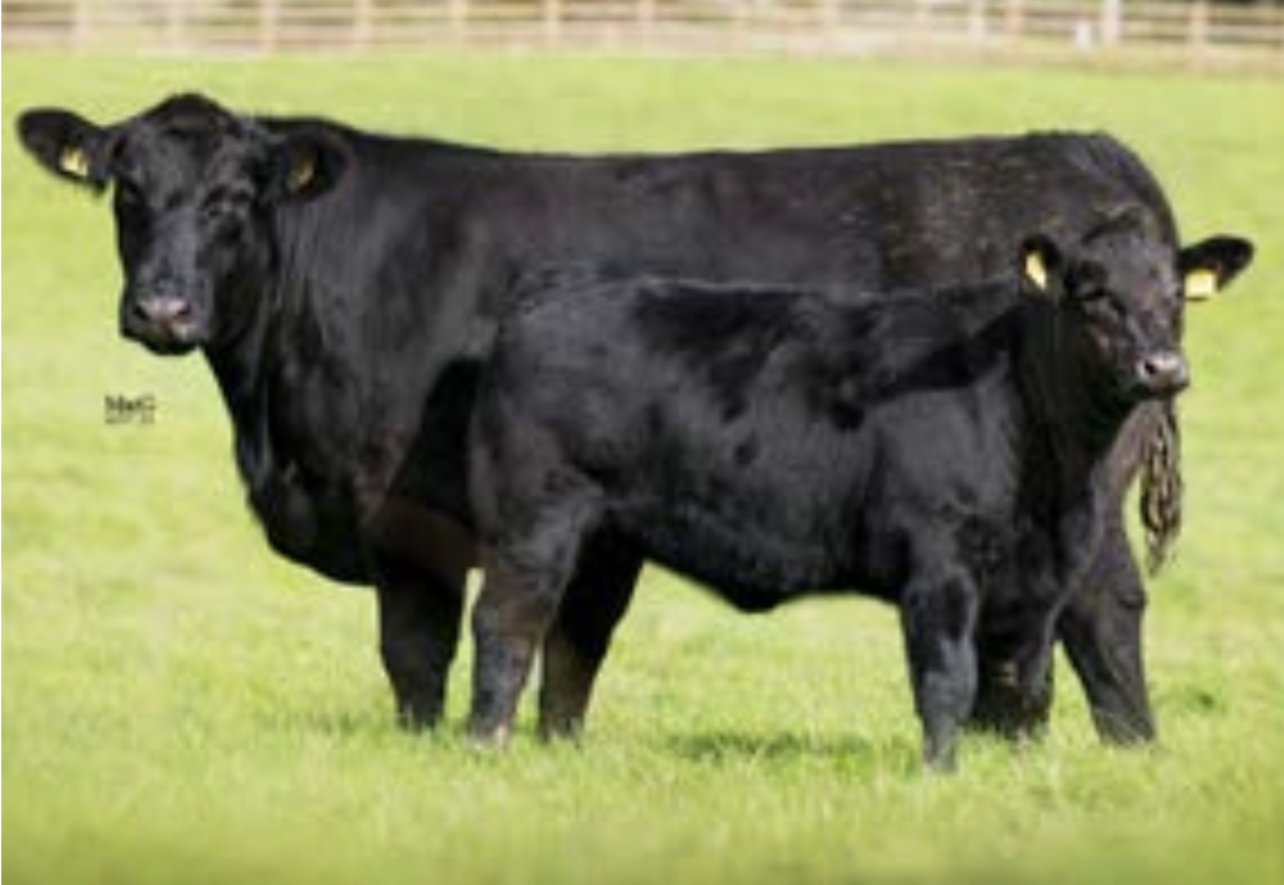 Dispersal of the Gretnahouse Herd 18th November AberdeenAngus