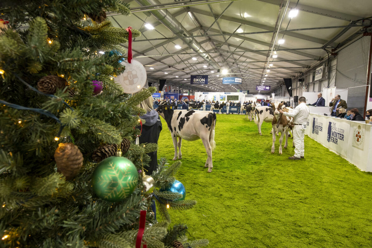 Royal Ulster Winter Fair 2023 AberdeenAngus Cattle Society