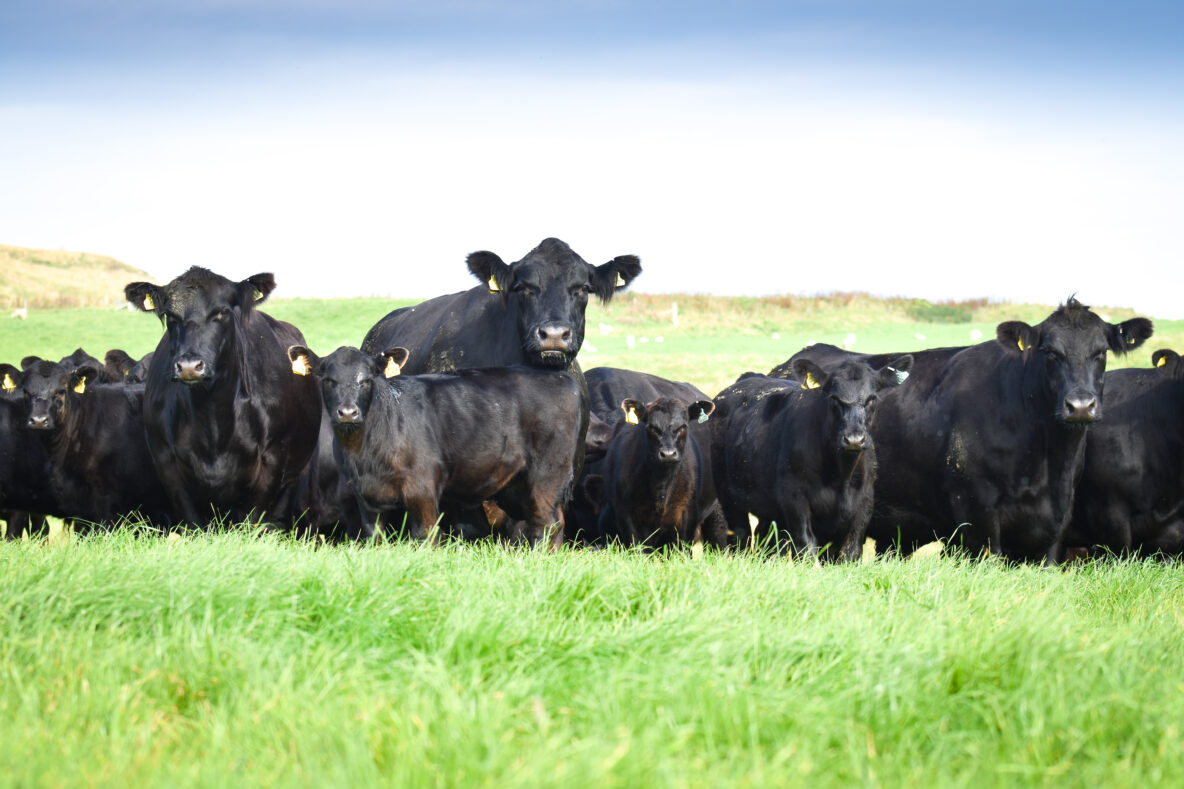 Herd of Aberdeen-Angus cows and calves