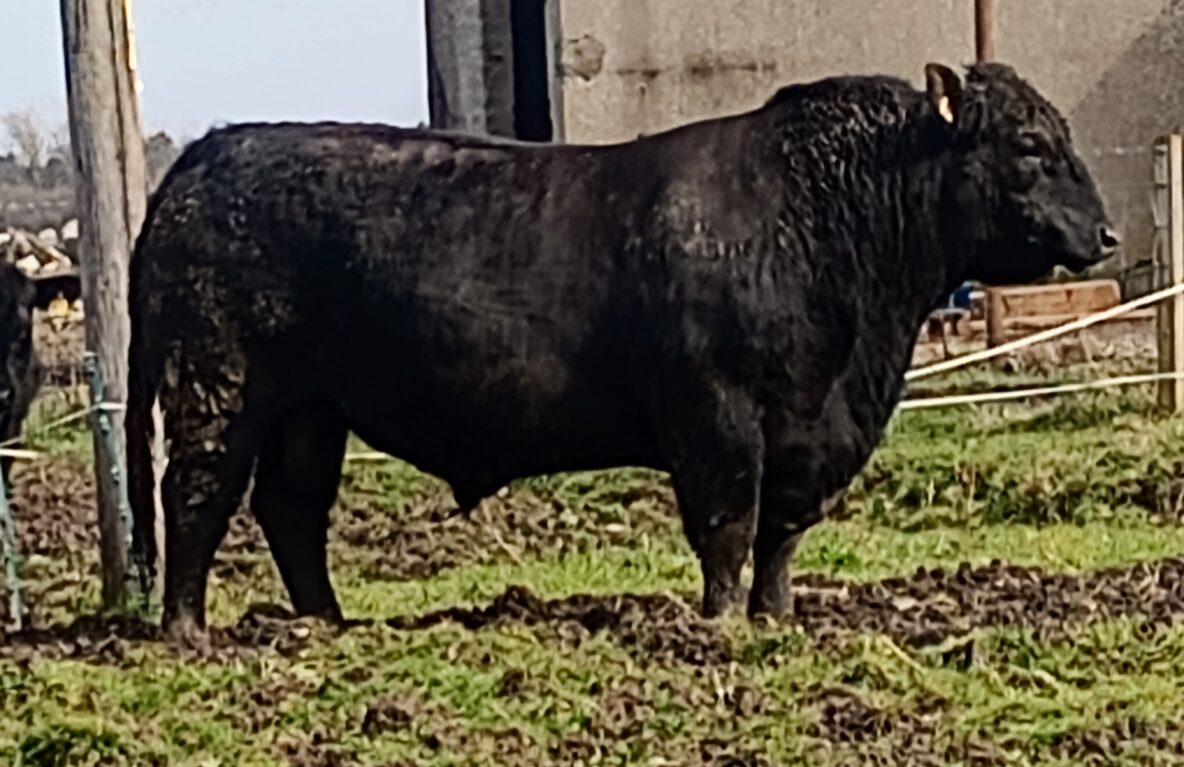 Angus Stock Ranch Aberdeen Angus Stock Bull for Sale – Moray Area | Aberdeen-Angus Cattle ...