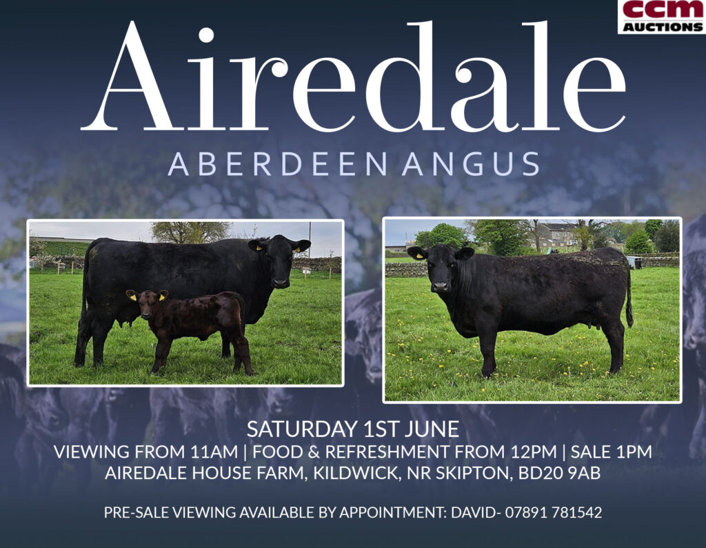 Home - Aberdeen-Angus Cattle Society