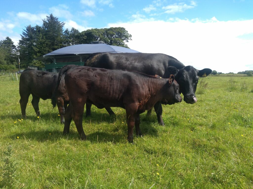 Moffat AberdeenAngus Production Sale AberdeenAngus Cattle Society